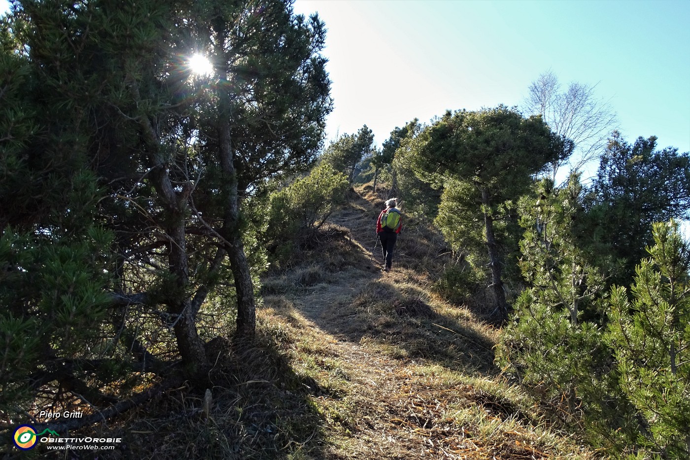 58 In salita al Pizzo Rabbioso tra pini mughi ad alto fusto.JPG